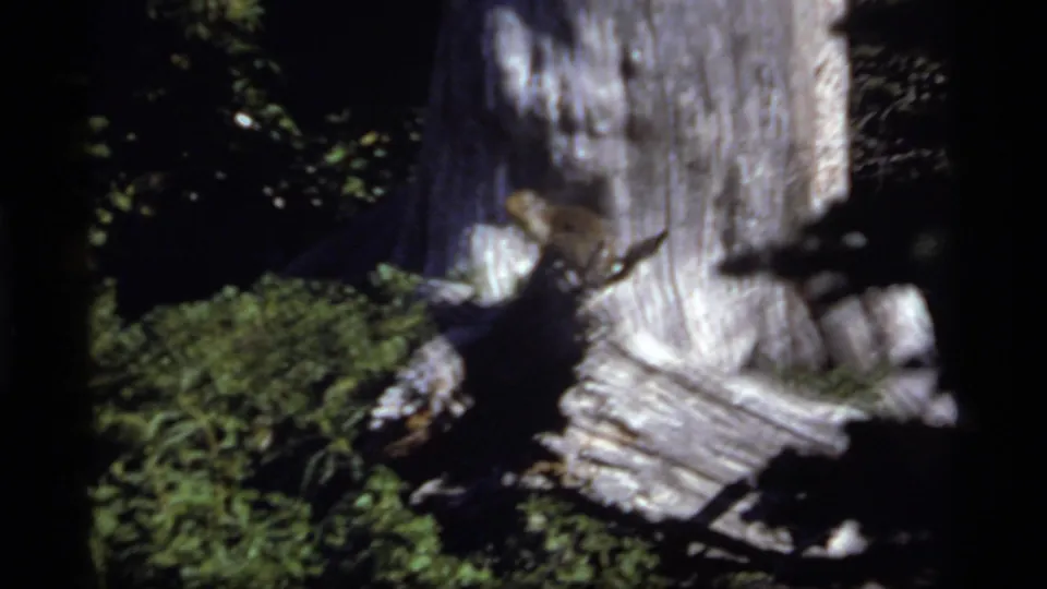 Soft 1977 8mm frame at Sapphire Lake showing a shaded tree base, green undergrowth, and motion-blurred broken wood.