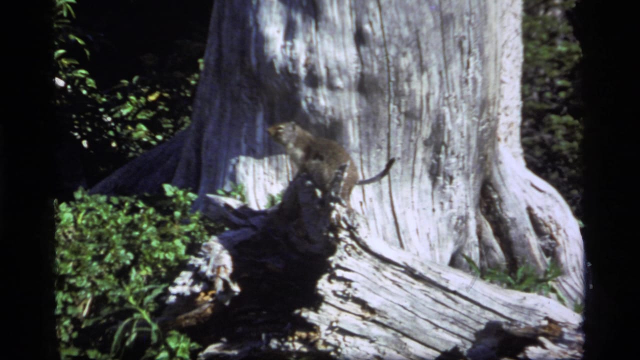 1977 Sapphire Lake, Montana home-movie frame showing a small brown rodent on a weathered stump near a massive tree trunk and green undergrowth.
