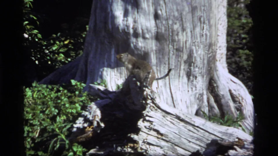 1977 Sapphire Lake, Montana home-movie frame showing a small brown rodent on a weathered stump near a massive tree trunk and green undergrowth.