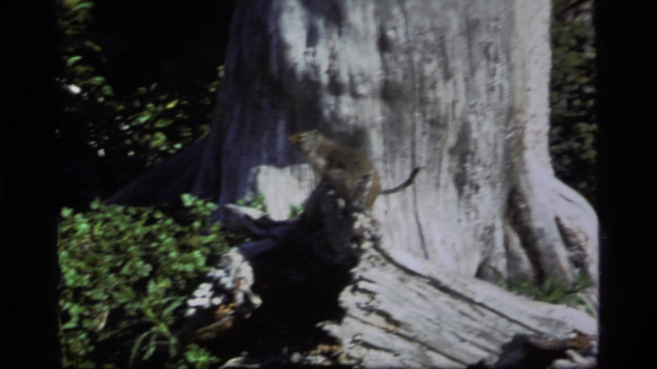 1977 Montana forest frame with a likely ground squirrel standing on a stump beside textured bark, green plants, and heavy shade.