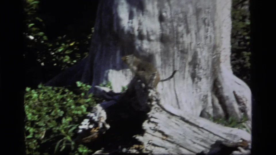 1977 Montana forest frame with a likely ground squirrel standing on a stump beside textured bark, green plants, and heavy shade.