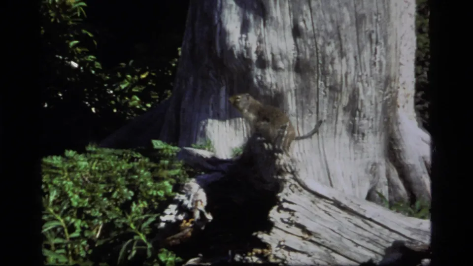 1977 Sapphire Lake home-movie still showing the rodent slightly lower on the stump, framed by fallen wood, undergrowth, and a pale trunk.