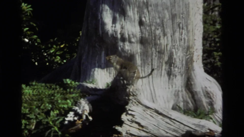 1977 Montana 8mm frame of a likely ground squirrel near a stump and broad tree trunk, with soft focus and high-contrast forest light.