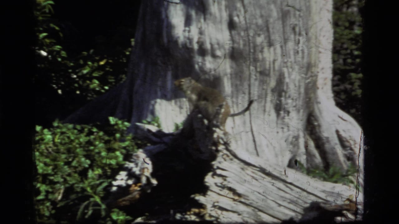 1977 Sapphire Lake, Montana 8mm frame showing a large weathered tree trunk, shadowed greenery, and film-edge vignetting.