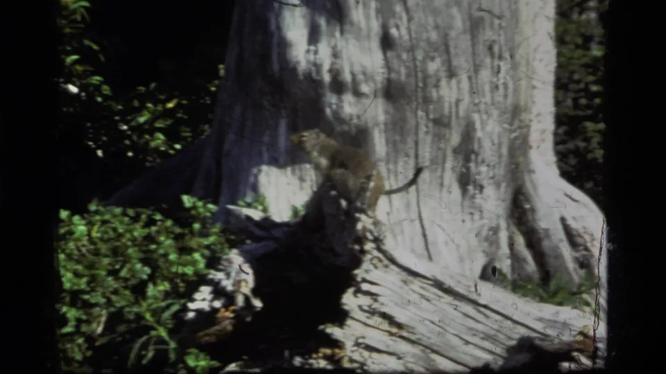 1977 Sapphire Lake, Montana 8mm frame showing a large weathered tree trunk, shadowed greenery, and film-edge vignetting.