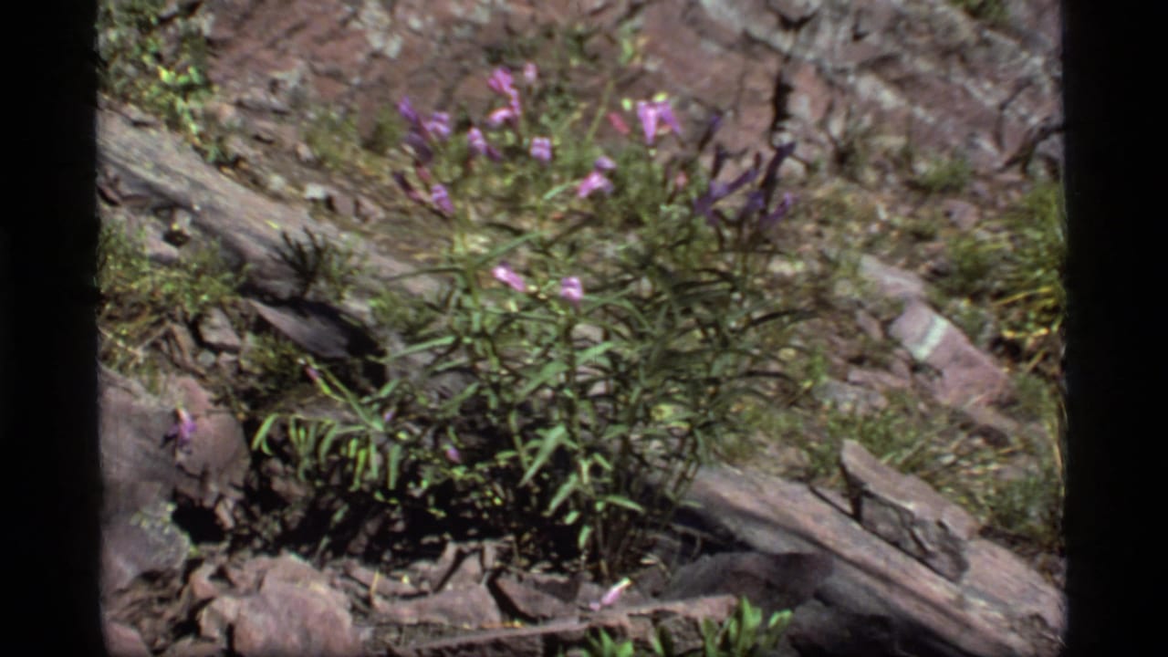 Purple wildflowers growing among rocks, grass, and fallen wood.