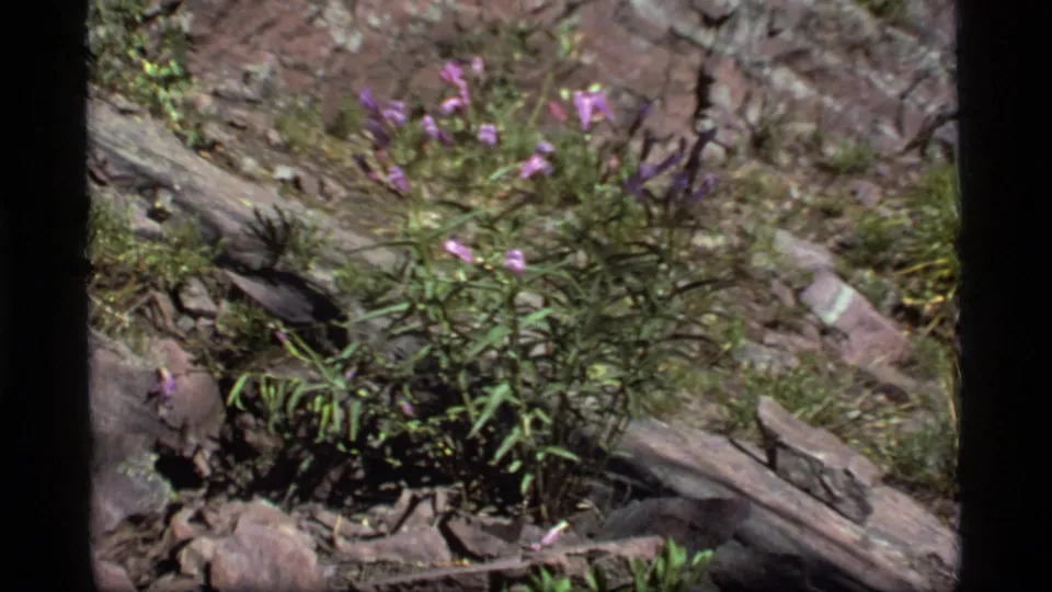 1977 Sapphire Lake, Montana frame showing purple wildflowers on a rocky slope with green foliage and weathered fallen wood.