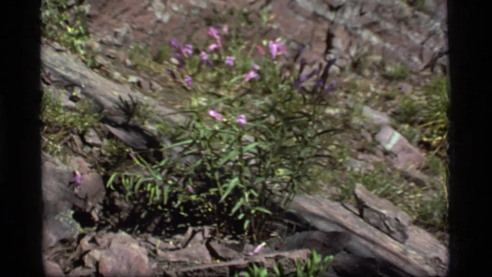 1977 Sapphire Lake, Montana 8mm frame of purple wildflowers and low plants growing across rocky, uneven ground.