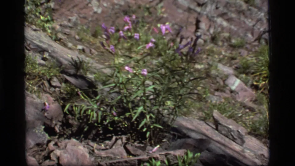 1977 Sapphire Lake, Montana frame showing wildflowers, stones, and fallen wood in a close outdoor nature view.