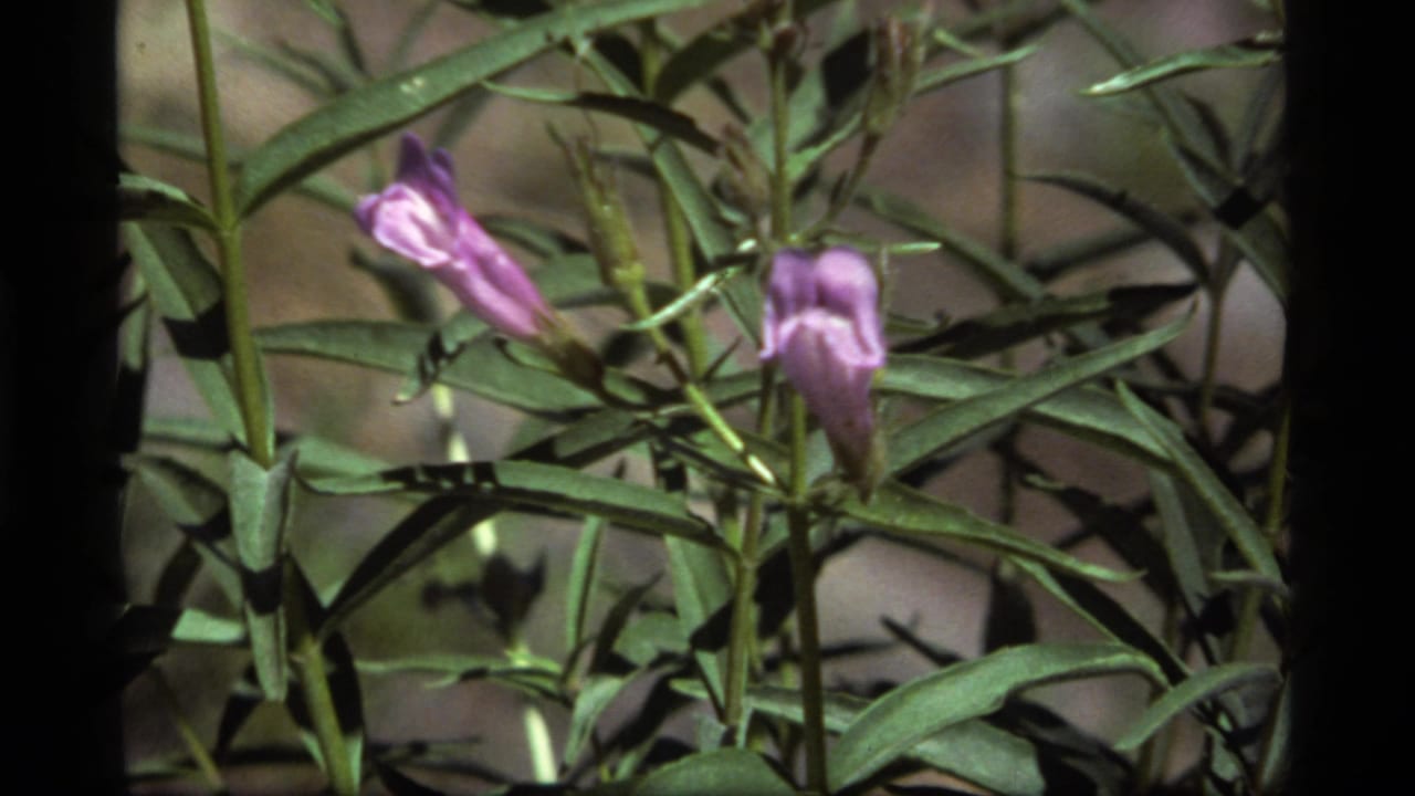 Close 1977 8mm view at Sapphire Lake, Montana, showing purple flowers and narrow green foliage in sunlight.