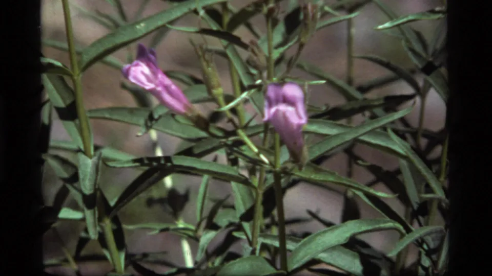 1977 8mm close-up of purple flower buds and leafy stems, framed tightly with a dark film edge.