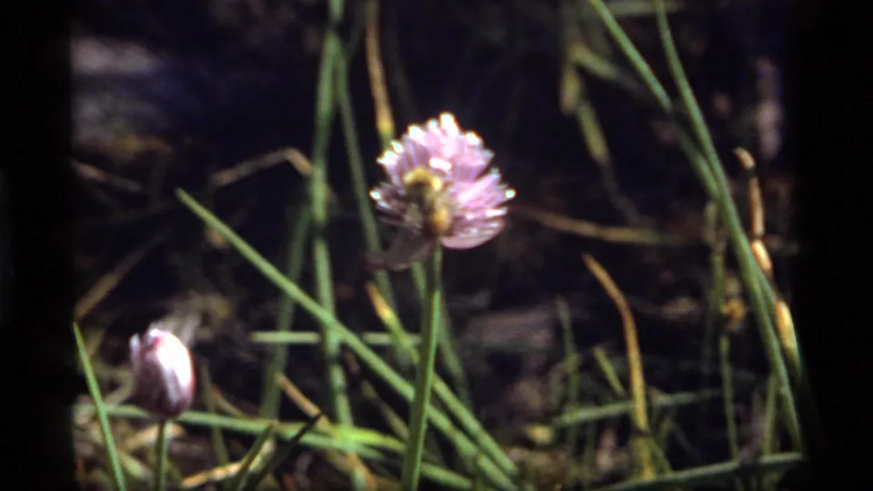 Bee rests on a pinkish-purple flower head in 1977 Sapphire Lake 8mm footage, with thin green stems and dark foliage behind.