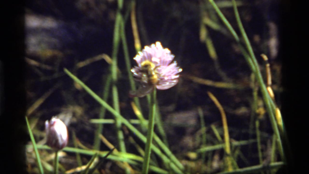 1977 8mm Montana home-movie frame showing a bumblebee on a pale purple flower in a grassy meadow.