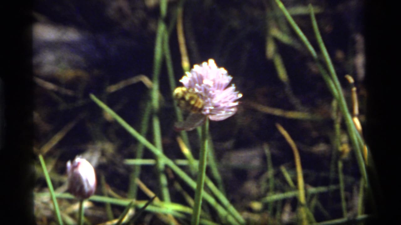 Bumblebee remains on a pale purple flower with grass stems and a small bud nearby.