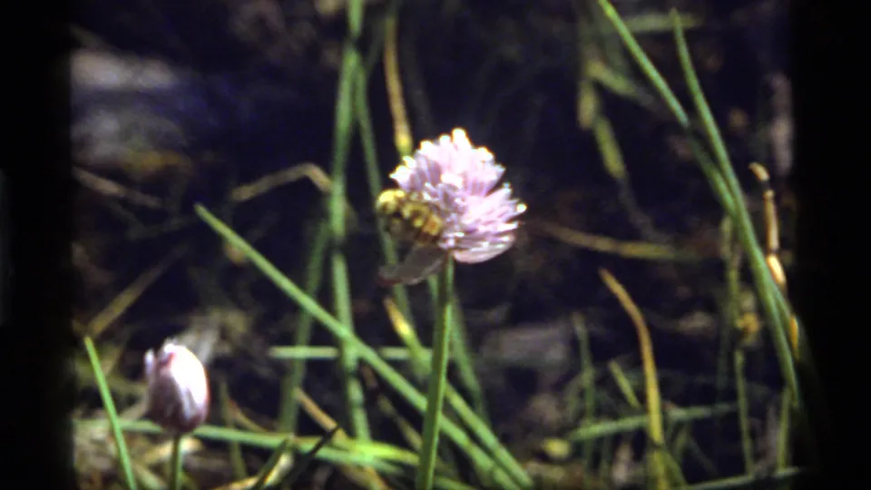 1977 Sapphire Lake, Montana 8mm frame with a bumblebee feeding on a pale purple flower amid grasses.