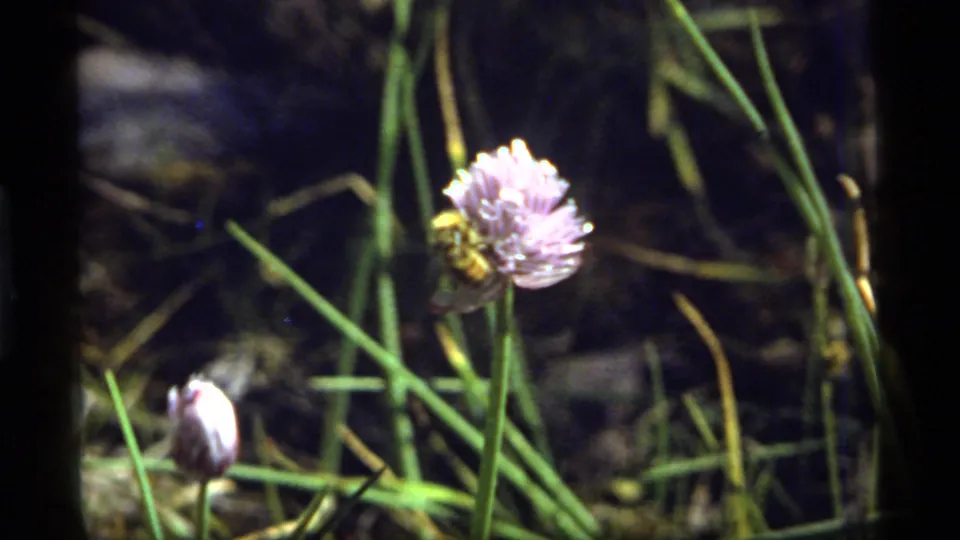 Handheld 8mm frame from 1977 Montana showing a bumblebee on a pale purple flower in bright meadow light.