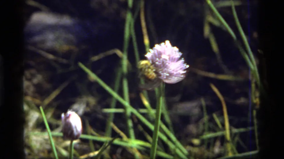 1977 Sapphire Lake home-movie frame showing a bumblebee on a purple meadow flower, with no people visible.