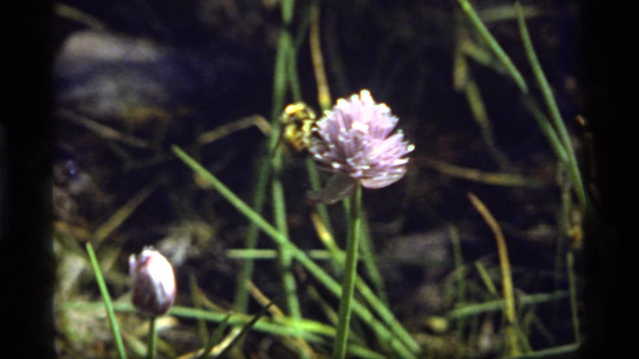 1977 8mm frame from Sapphire Lake, Montana showing a bee on a purple spiky flower among grass with a small bud in the foreground.