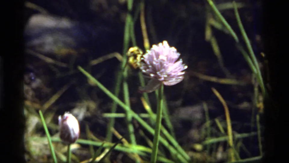 1977 8mm frame from Sapphire Lake, Montana showing a bee on a purple spiky flower among grass with a small bud in the foreground.