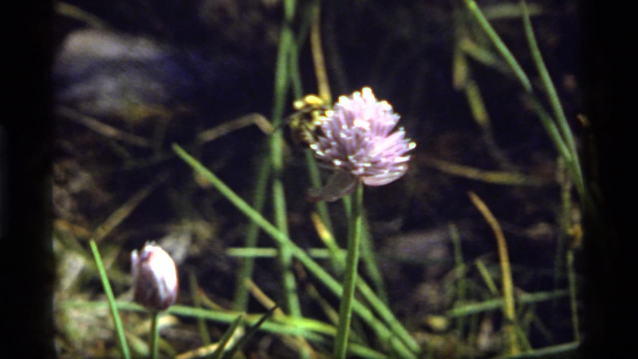Bee remains on the purple flower beside grass and a pale bud.