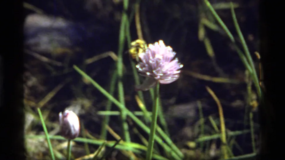 8mm home-movie frame from Sapphire Lake, Montana in 1977 showing a bee on a purple flower above a small bud and dense grass.