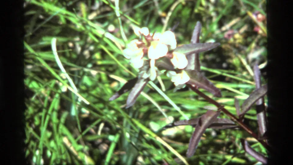 1977 8mm frame from Sapphire Lake, Montana showing a white multi-bloom flower and dark narrow leaves amid bright grass.