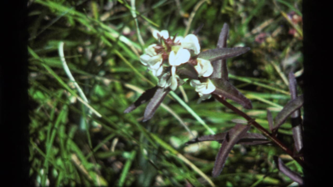 Close 1977 8mm view at Sapphire Lake, Montana, showing a white flower in grass with a small dark insect near its center.