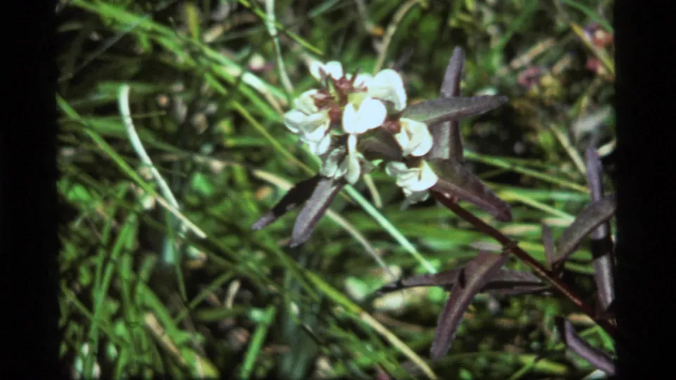 Close 1977 8mm view at Sapphire Lake, Montana, showing a white flower in grass with a small dark insect near its center.