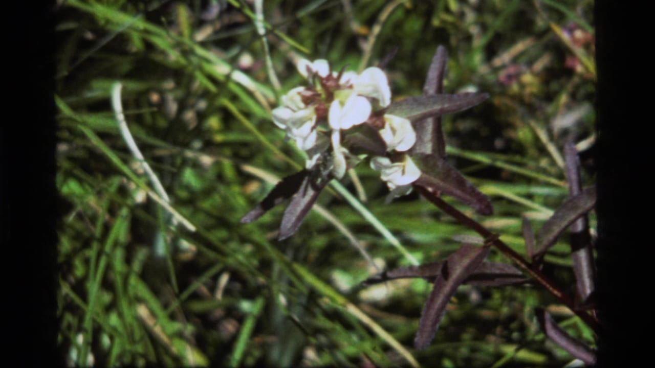 Close 8mm frame from Sapphire Lake, Montana, showing a white flower, dark leaves, and surrounding grass in soft focus.