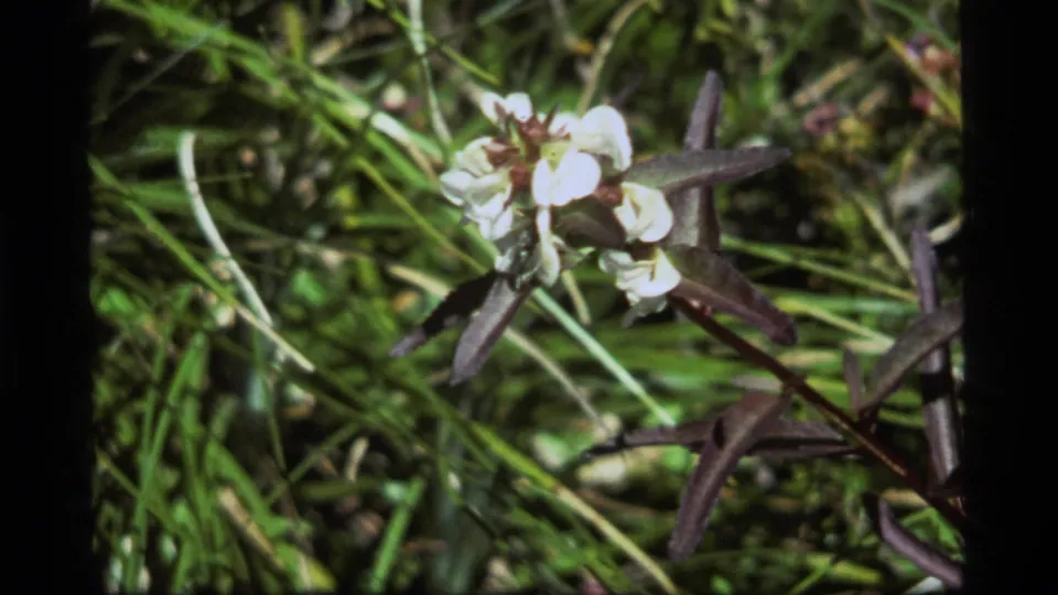 1977 Sapphire Lake 8mm close-up showing a white flower in grass, with a small insect partly visible among the petals.