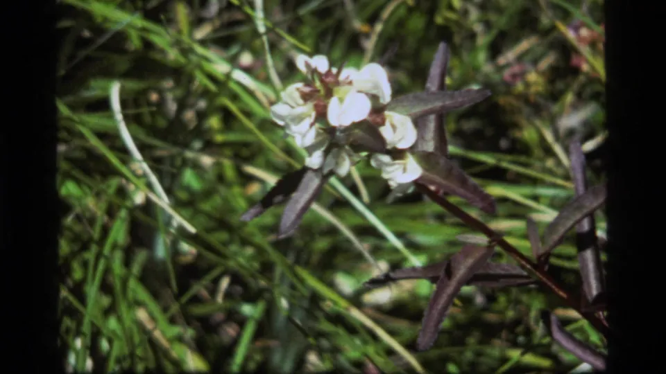 Grainy 8mm close-up from Sapphire Lake, Montana, with a white flower, dark leaves, grass, and a small insect near the bloom.
