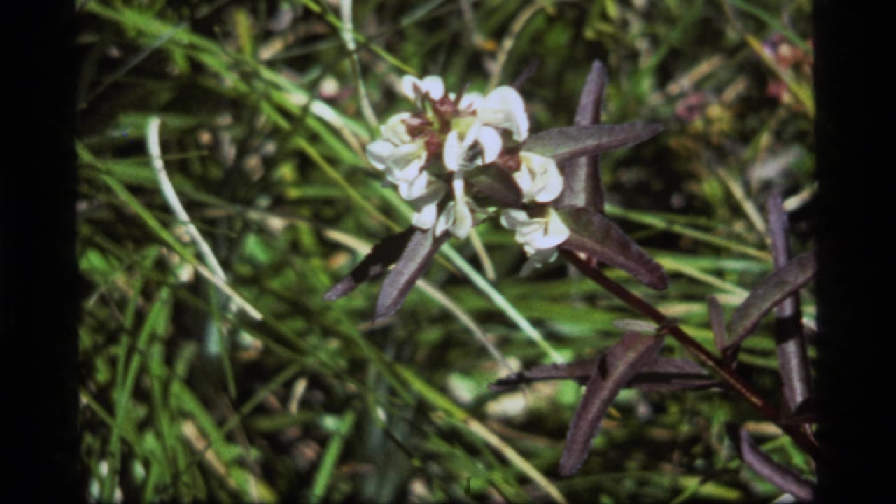 Small white wildflowers and dark narrow leaves among grass.