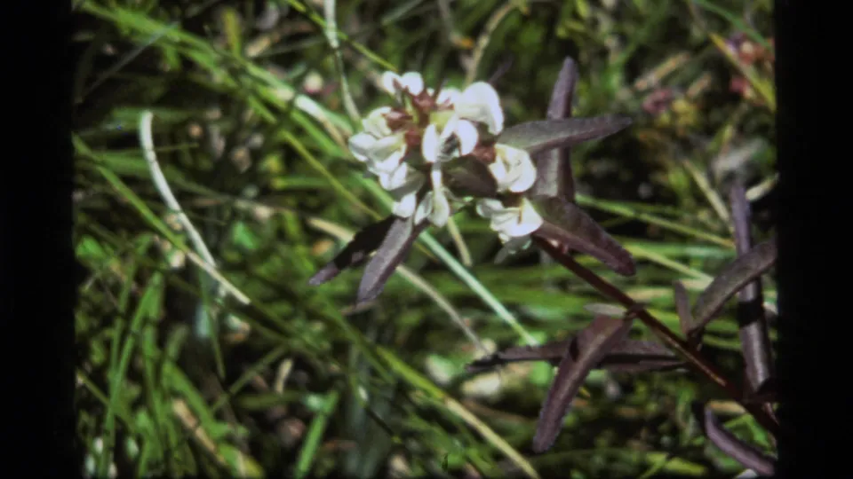 Close 1977 8mm view from Sapphire Lake, Montana showing small white blossoms, dark leaves and surrounding grass.