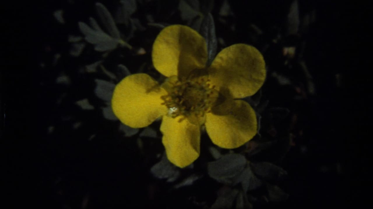 Close 1977 Sapphire Lake, Montana frame of a yellow five-petal flower set against shadowed green leaves.