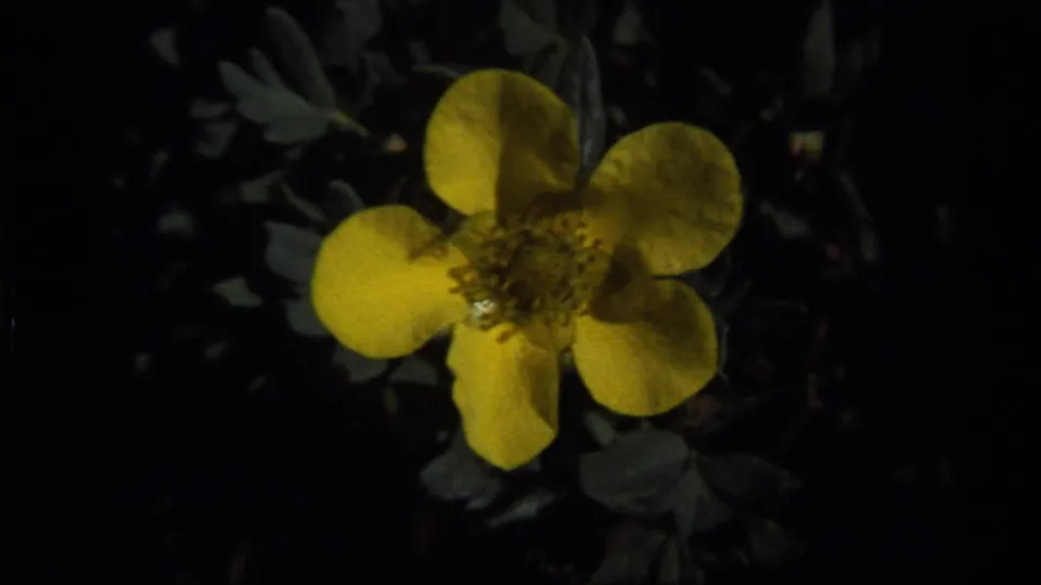 Close 1977 Sapphire Lake, Montana frame of a yellow five-petal flower set against shadowed green leaves.