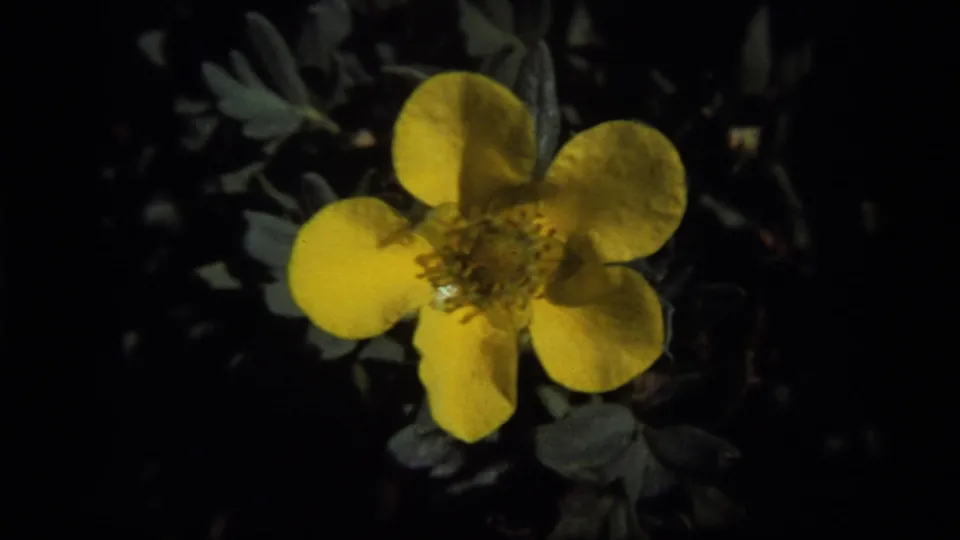 Vintage 8mm close-up of a yellow wildflower at Sapphire Lake, Montana, with rounded petals and dark surrounding leaves.