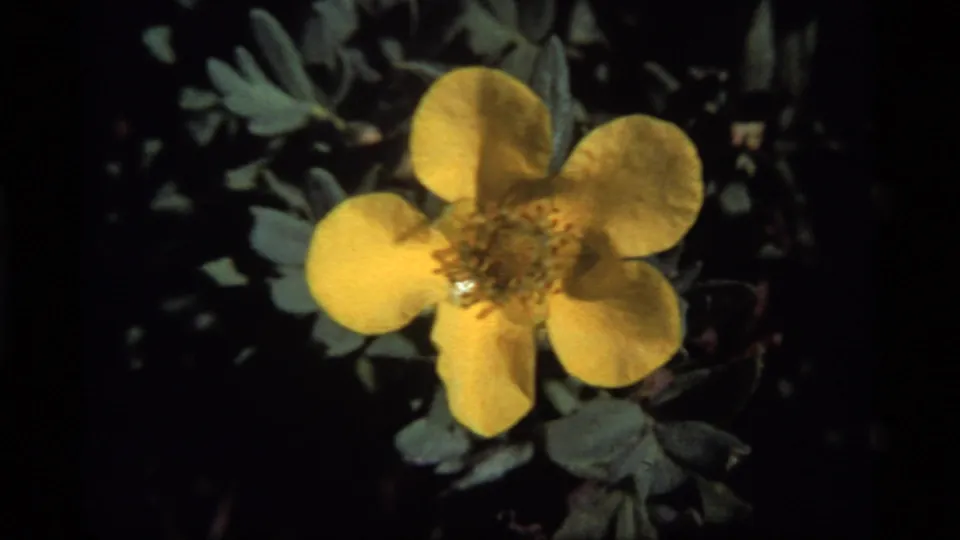 Close 1977 Montana frame showing a bright yellow wildflower, visible center detail and green leaves in deep shadow.