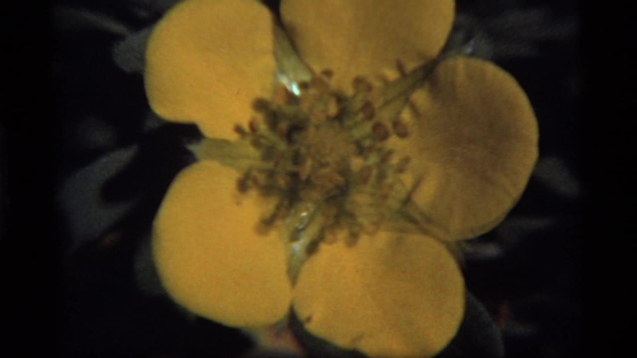 1977 8mm close-up near Sapphire Lake, Montana, showing a yellow five-petal flower with clustered stamens against dark foliage.