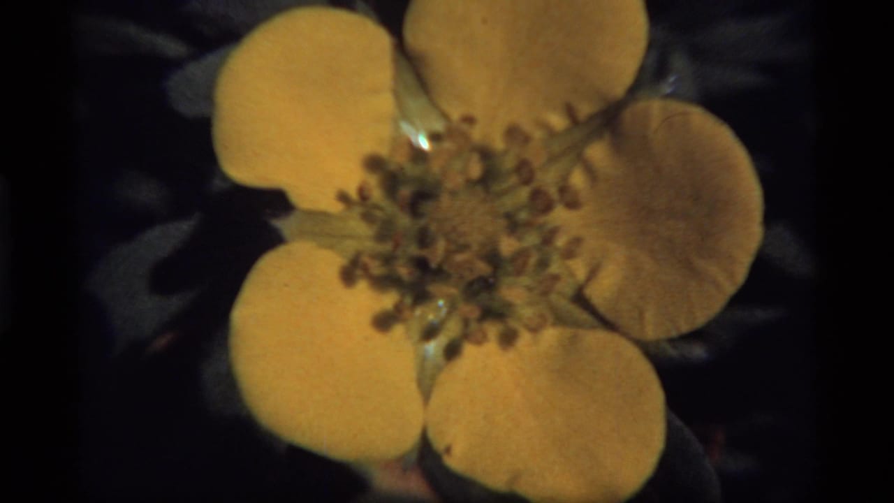 Yellow flower centered in frame with dark leaves behind it.