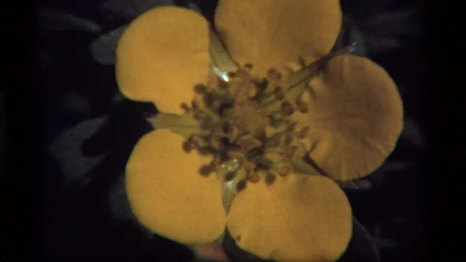1977 Sapphire Lake 8mm close-up showing a yellow five-petal flower filling the frame against a dark natural background.