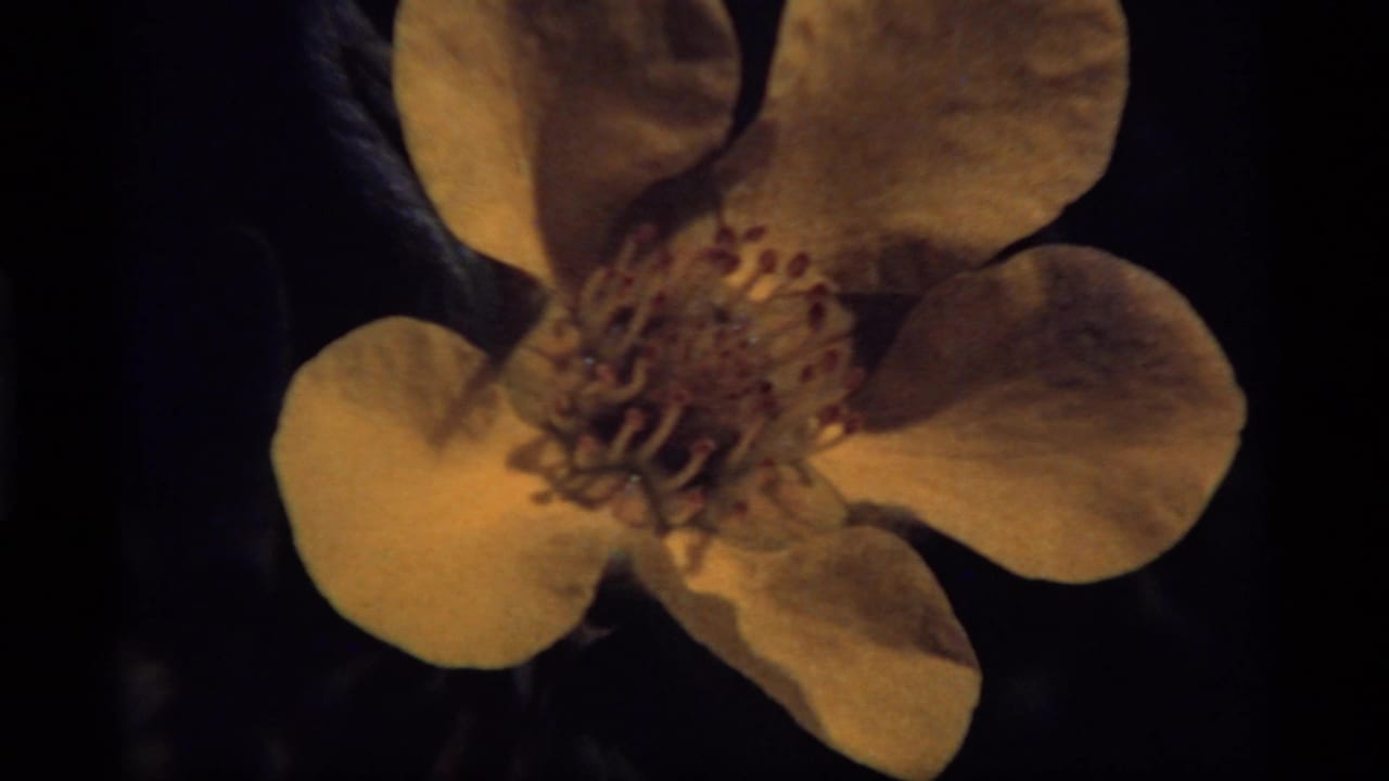 1977 8mm close-up of a yellow flower near Sapphire Lake, Montana, with petals and stamens against a dark leafy background.