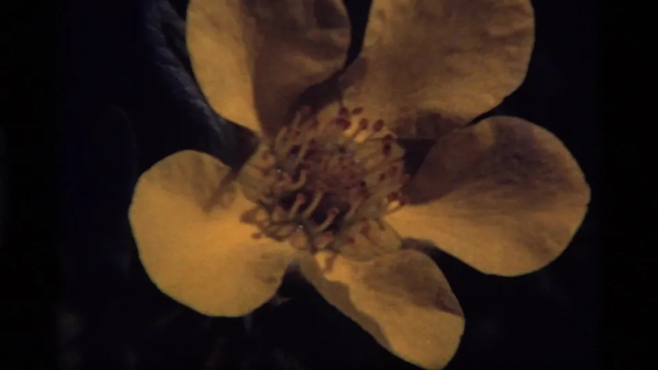 1977 8mm close-up of a yellow flower near Sapphire Lake, Montana, with petals and stamens against a dark leafy background.