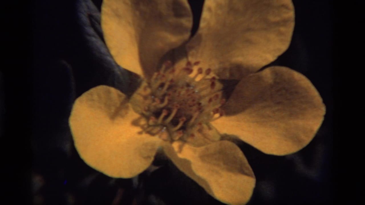 Yellow flower seen closer, with stamens and soft dark foliage behind it.