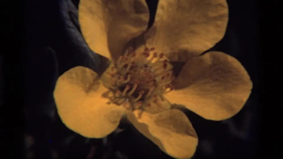 Close 8mm view of a yellow flower at Sapphire Lake, Montana, showing rounded petals and prominent stamens in warm 1977 film color.