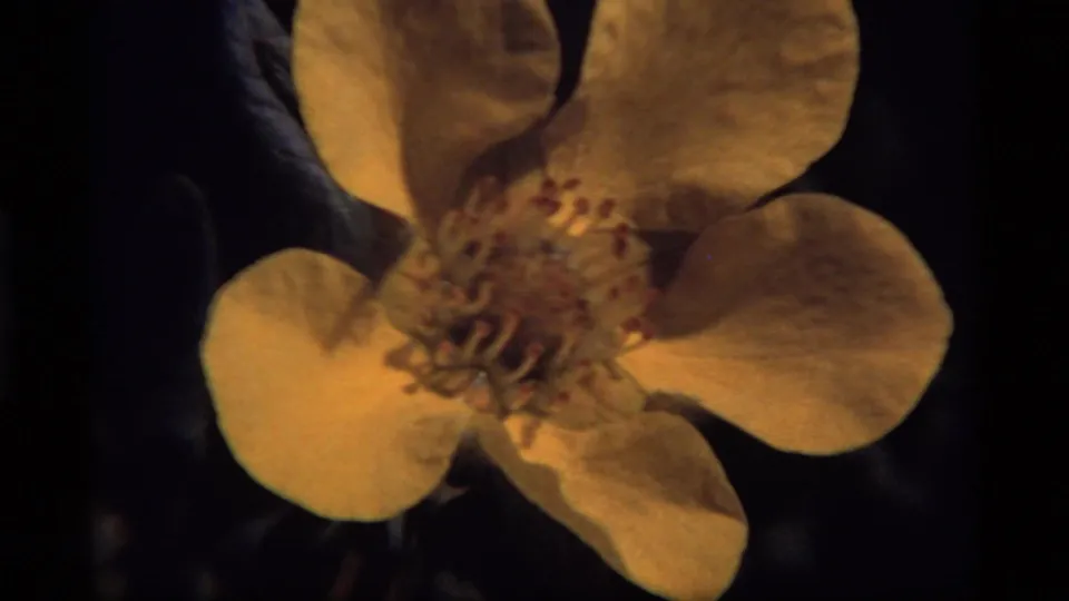 A yellow bloom remains framed tightly in this 1977 Sapphire Lake 8mm shot, with its center and petals softened by shallow focus.