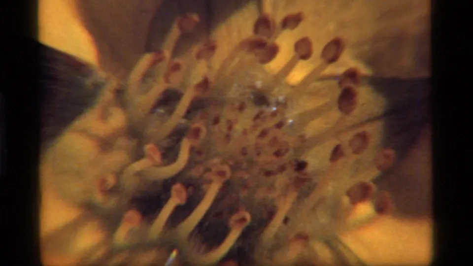 Extreme close 8mm view of the yellow flower's stamens and center, with petals filling the background in Sapphire Lake footage from 1977.