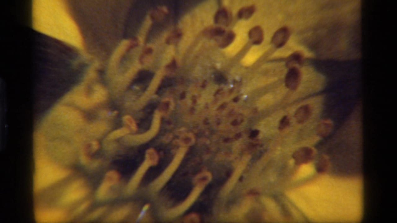 1977 8mm home-movie frame showing a soft close-up of a yellow flower stamen, likely from the Sapphire Lake, Montana sequence.