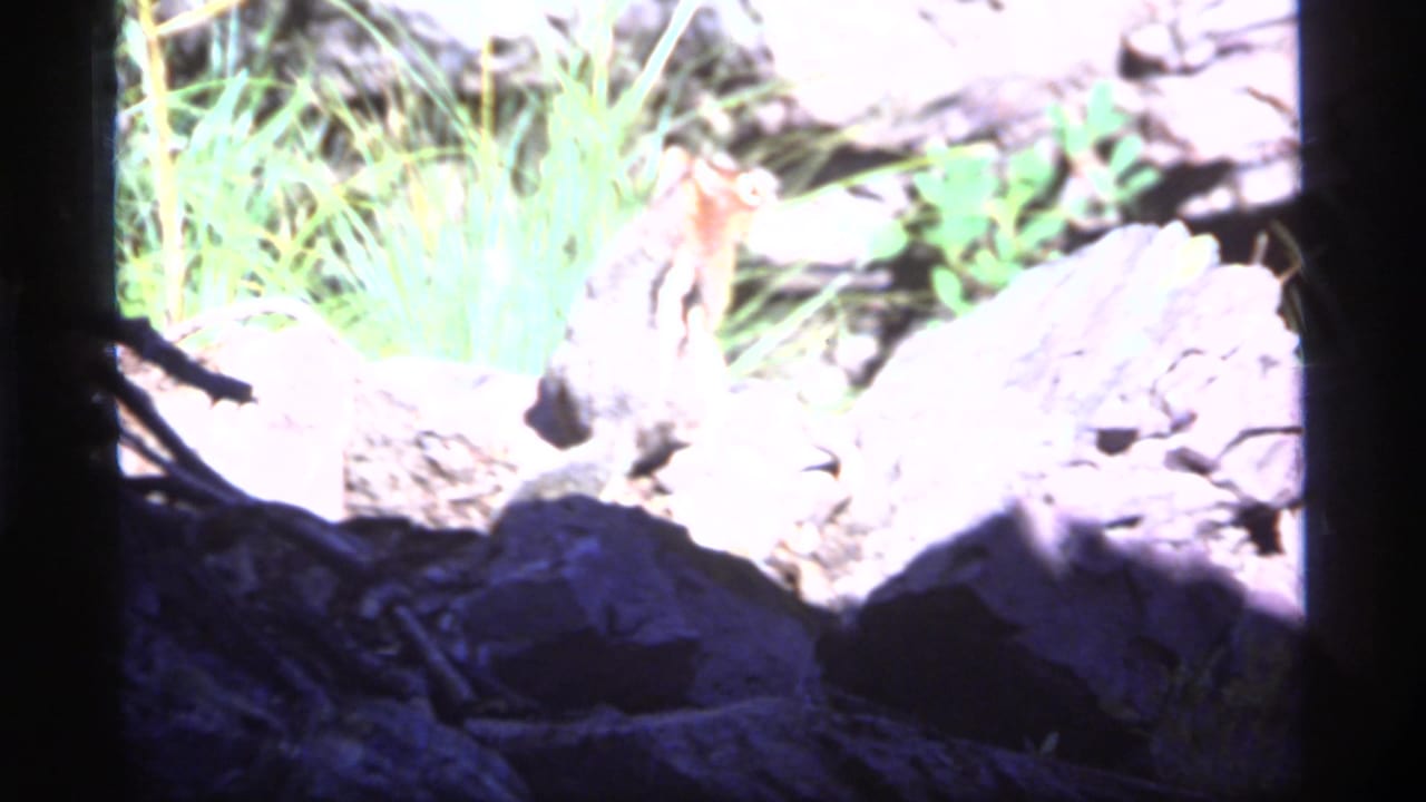 Outdoor 8mm frame from Sapphire Lake, Montana, with a small chipmunk partly visible among bright rocks and grass.