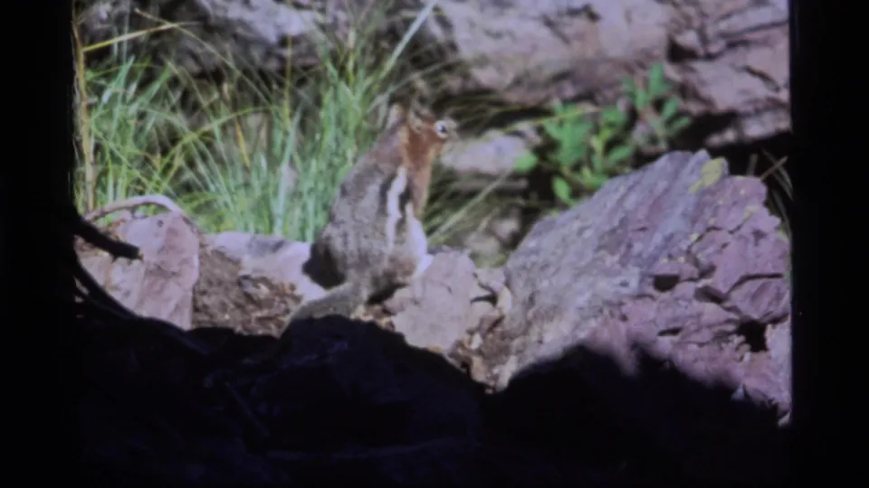 1977 Sapphire Lake frame showing a chipmunk seated upright on pale rocks beside grass in a shaded outdoor area.