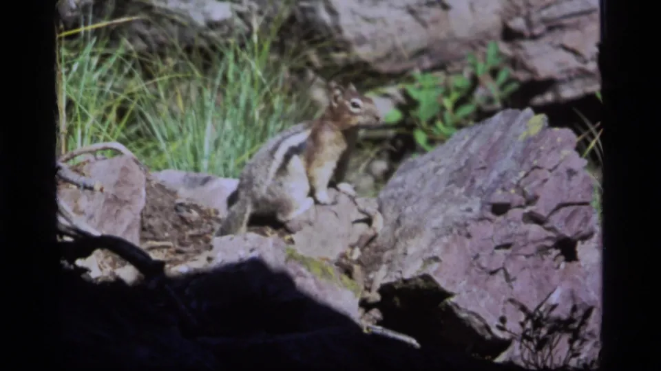 8mm home-movie frame from Sapphire Lake, Montana, showing a chipmunk perched on rocks with grass and dark foreground shadows.
